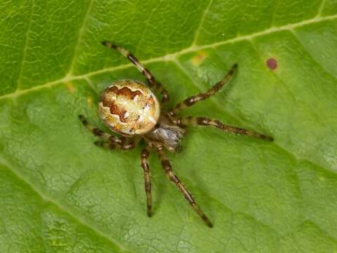 Image of Araneus