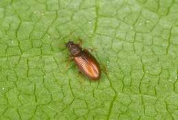 Image of minute brown scavenger beetles