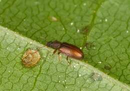 Image of minute brown scavenger beetles