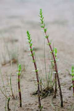 Image of Mare's Tail