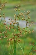 Image of sharp-flowered rush