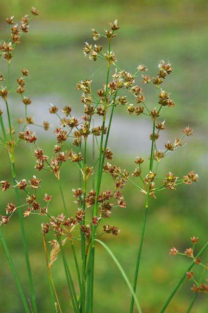 Image of sharp-flowered rush