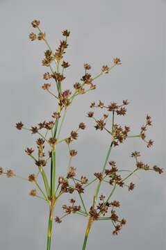 Juncus acutiflorus Ehrh. ex Hoffm.的圖片