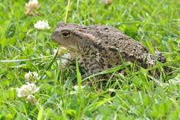 Image of Nile Valley Toad