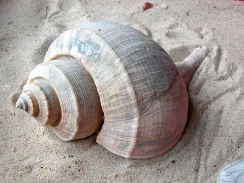 Image of Gastropoda