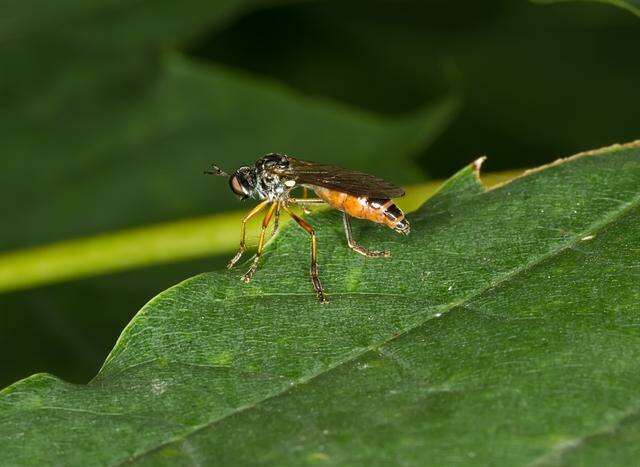 Plancia ëd Asilidae