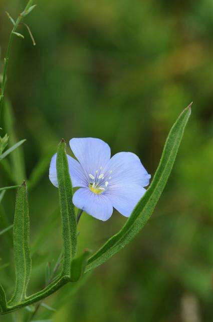 Image of flax family