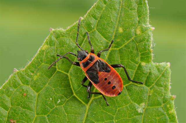 Plancia ëd Pyrrhocoridae