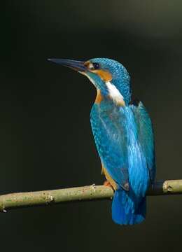 Image of Alcedo Linnaeus 1758