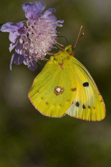 Image of Colias