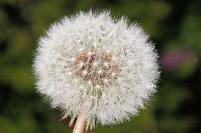 Image of dandelion