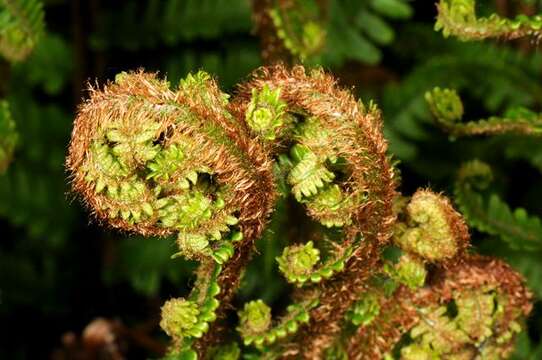 Image of Dryopteris caucasica (A. Br.) Fraser-Jenkins & Corley