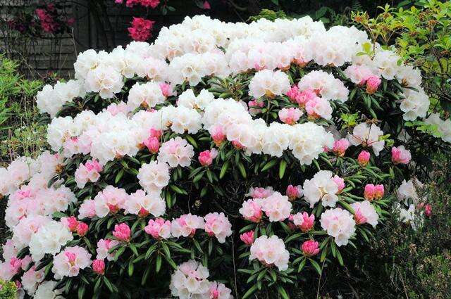 Image of Rhododendron yakusimanum Nakai