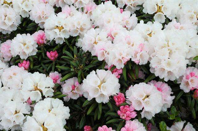 Image of Rhododendron yakusimanum Nakai