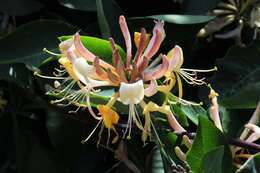 Image of honeysuckle