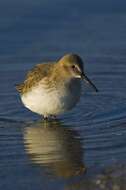 Image of Calidris Merrem 1804