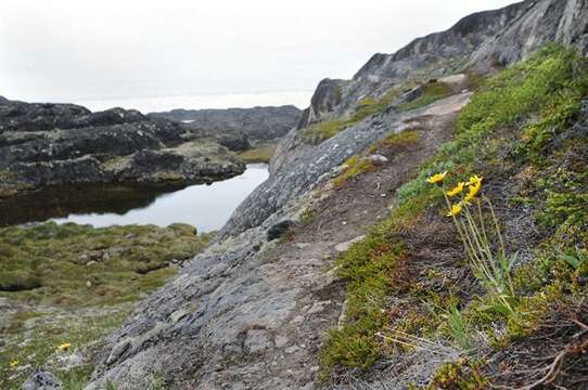 Image de Arnica angustifolia Vahl