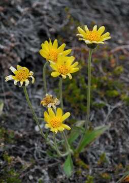 Image de arnica à feuilles étroites