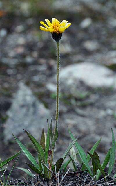 Image of narrowleaf arnica