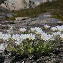 Image of alpine chickweed