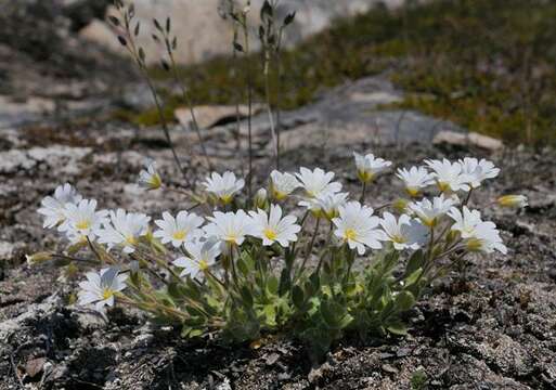 Image of mouse-ear chickweed