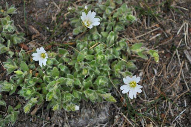 Image of mouse-ear chickweed