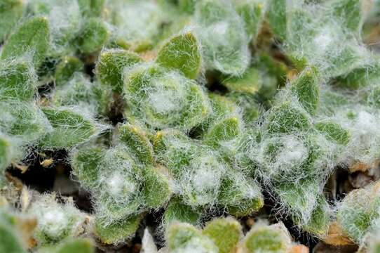 Image of mouse-ear chickweed