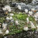 Dryas integrifolia Vahl resmi