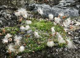 Image of mountain-avens