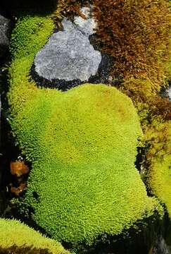 Image of Wahlenberg's pohlia moss