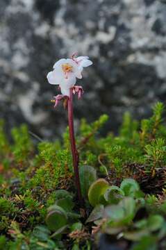 Image of Wintergreen