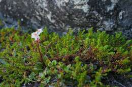 Image of Wintergreen