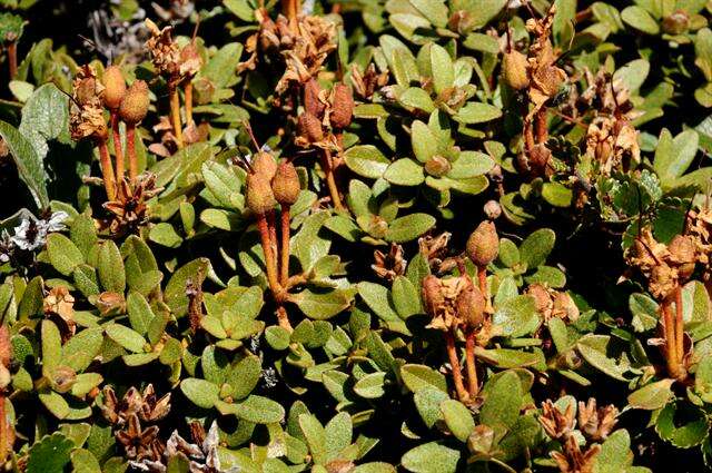 صورة Rhododendron lapponicum (L.) Wahlenb.