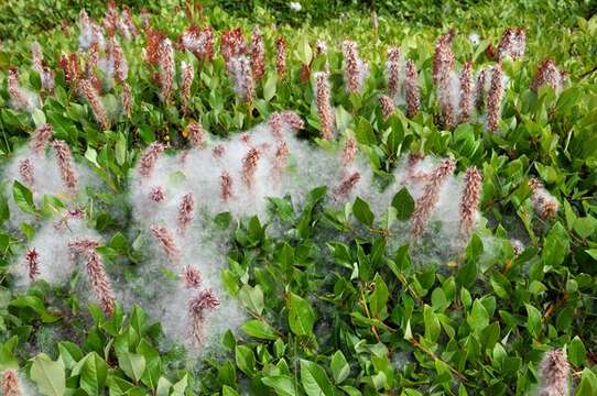 Salix arctophila Cockerell ex Heller的圖片