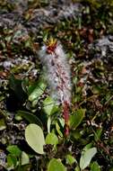 Salix arctophila Cockerell ex Heller的圖片