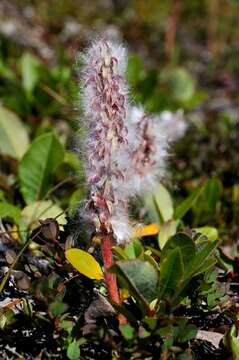 Salix arctophila Cockerell ex Heller的圖片