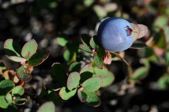 Image of blueberry