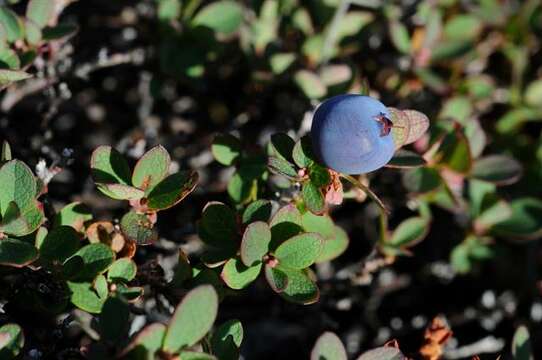 Image of blueberry