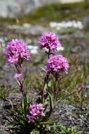 صورة Silene suecica (Loddiges) Greuter & Burdet