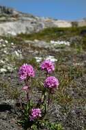 صورة Silene suecica (Loddiges) Greuter & Burdet