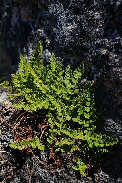 Image of Lady ferns and brittle ferns