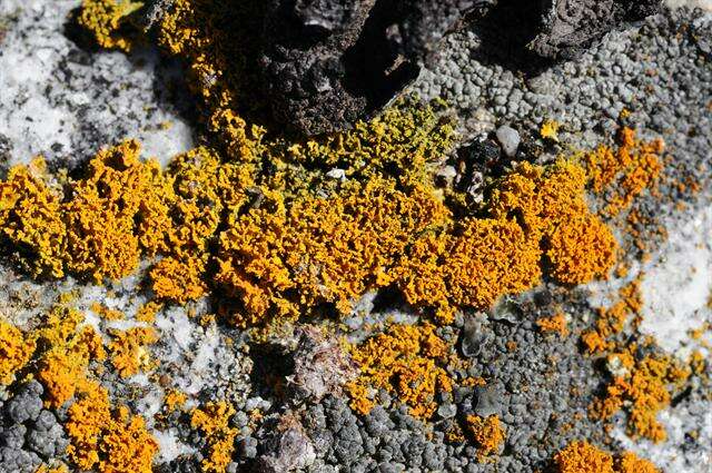 Image of orange wall lichen