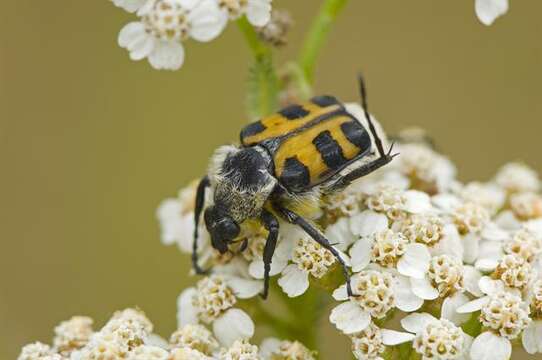 Image of <i>Trichius zonatus</i>