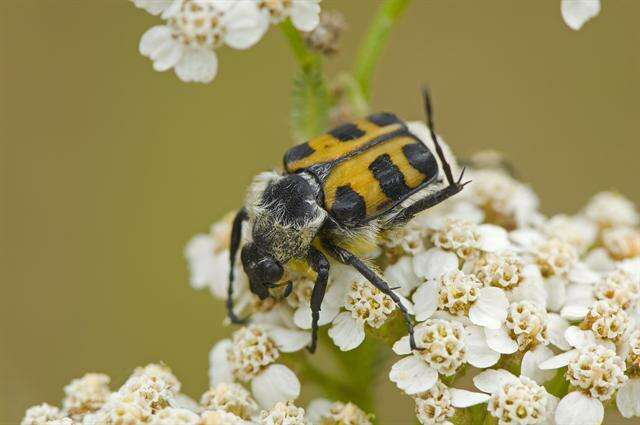 <i>Trichius zonatus</i> resmi