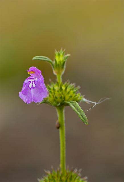 Image of hempnettle