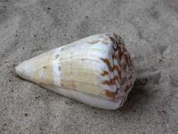 Image of cone snails