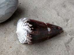 Image of cone snails