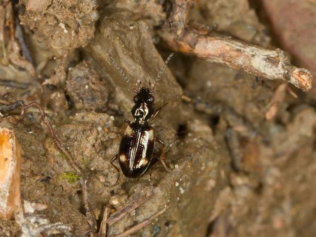 Image of bembidious beetles