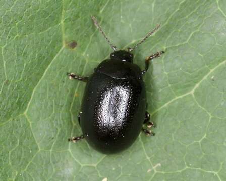 Image of <i>Chrysolina geminata</i>