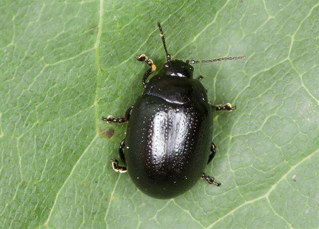 Image of <i>Chrysolina geminata</i>